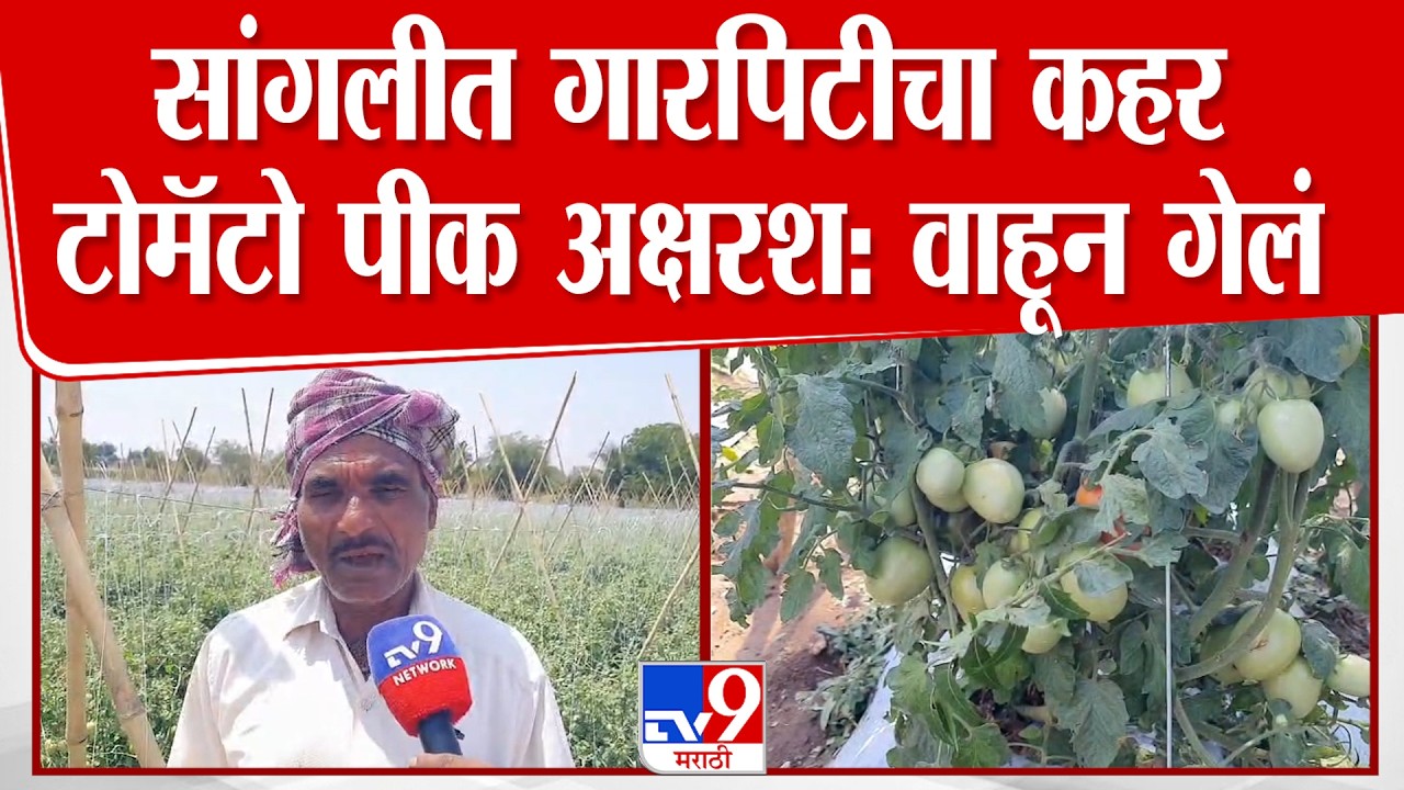Sangli Tomato Farmer Loss | सांगलीत गारपिटीचा कहर टोमॅटो पीक अक्षरश: वाहून गेलं