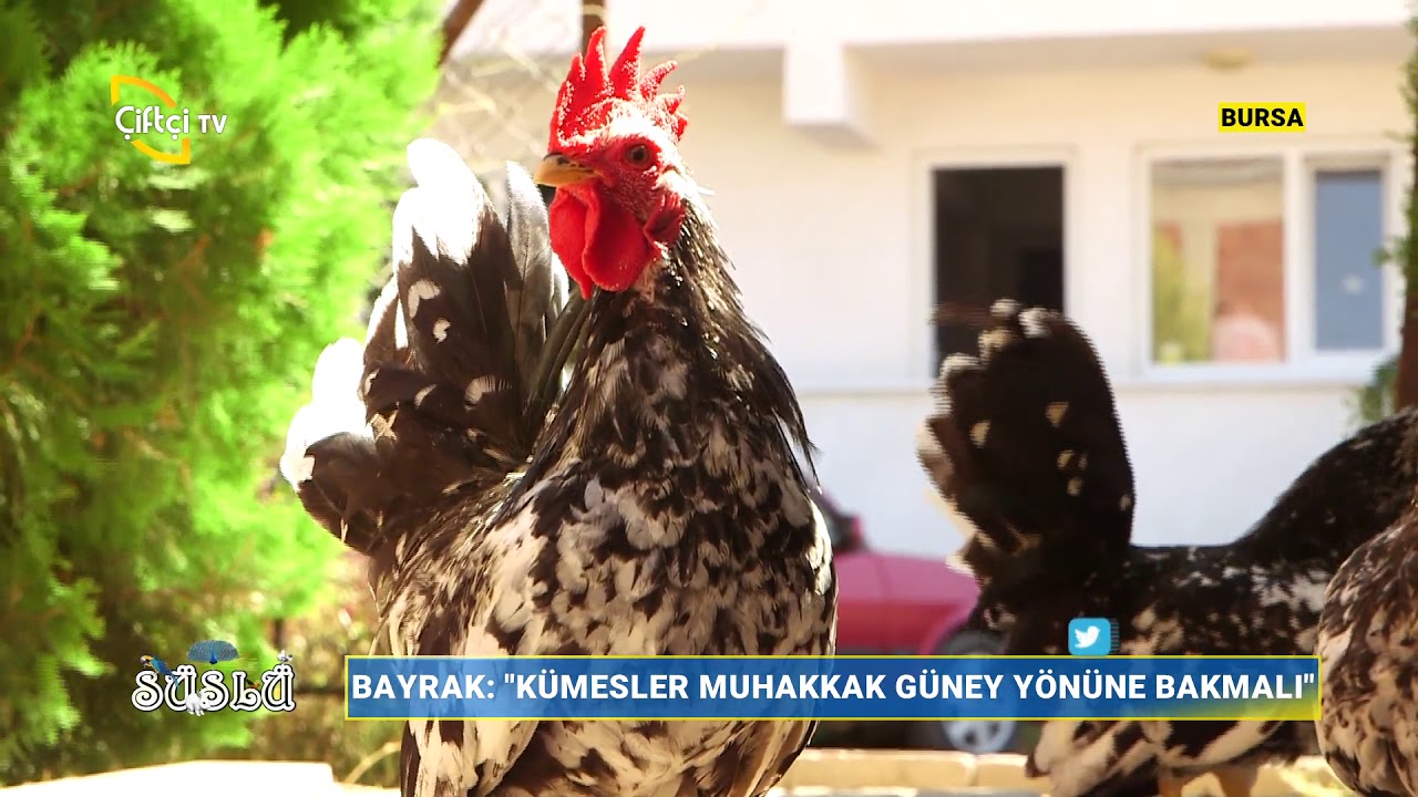 Black Mottled Japonez Irkının Özellikleri - Süslü / Çiftçi TV