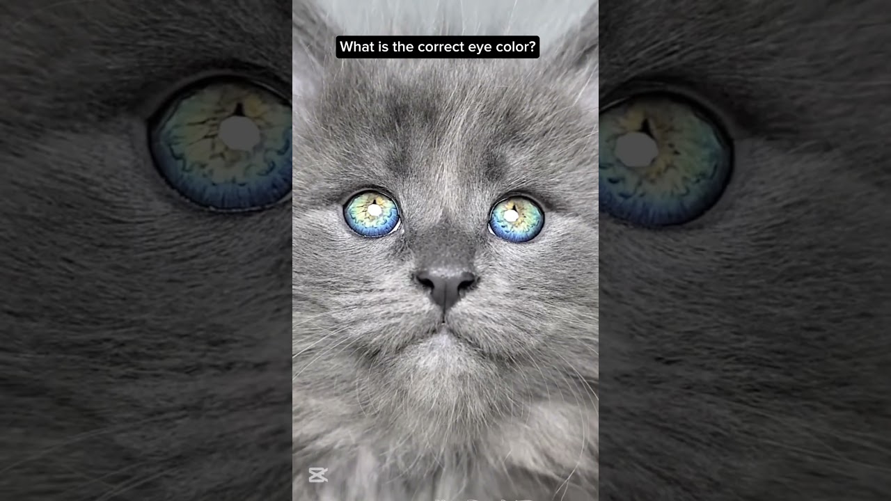 ViralCats#TrendingCats#ExploreEverything@exploreeverything#DreamWorldPe#CatReels#CatContent