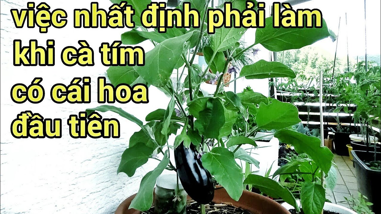 Cà tím trồng chậu tươi tốt, cách bón phân cắt tỉa để cà tím đậu trái liên tục