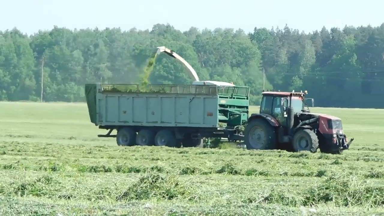 Сенаж 2024: CLAAS Jaguar 870 и МТЗ 3022ДЦ.1+ ПСС-25.