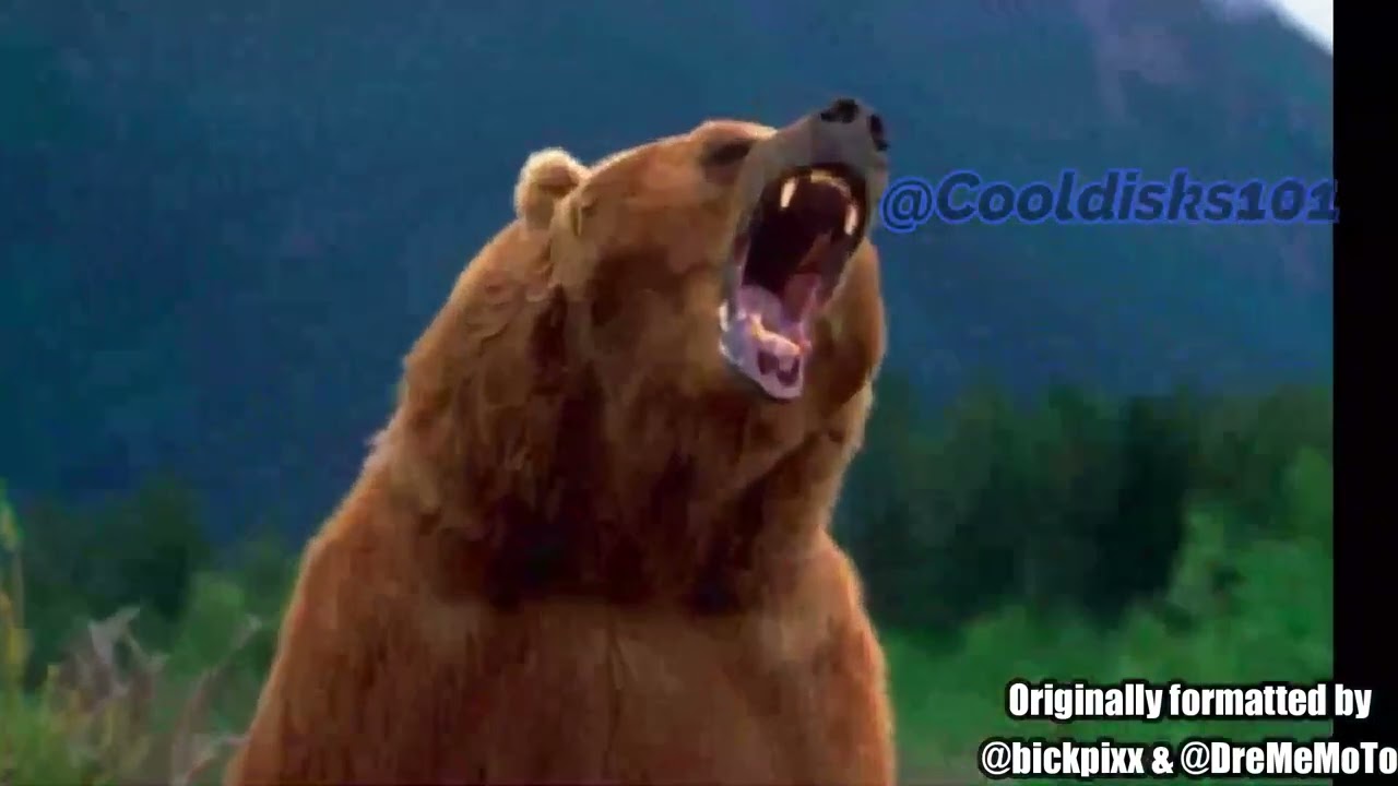 Yogi's Not Meme-ing Around