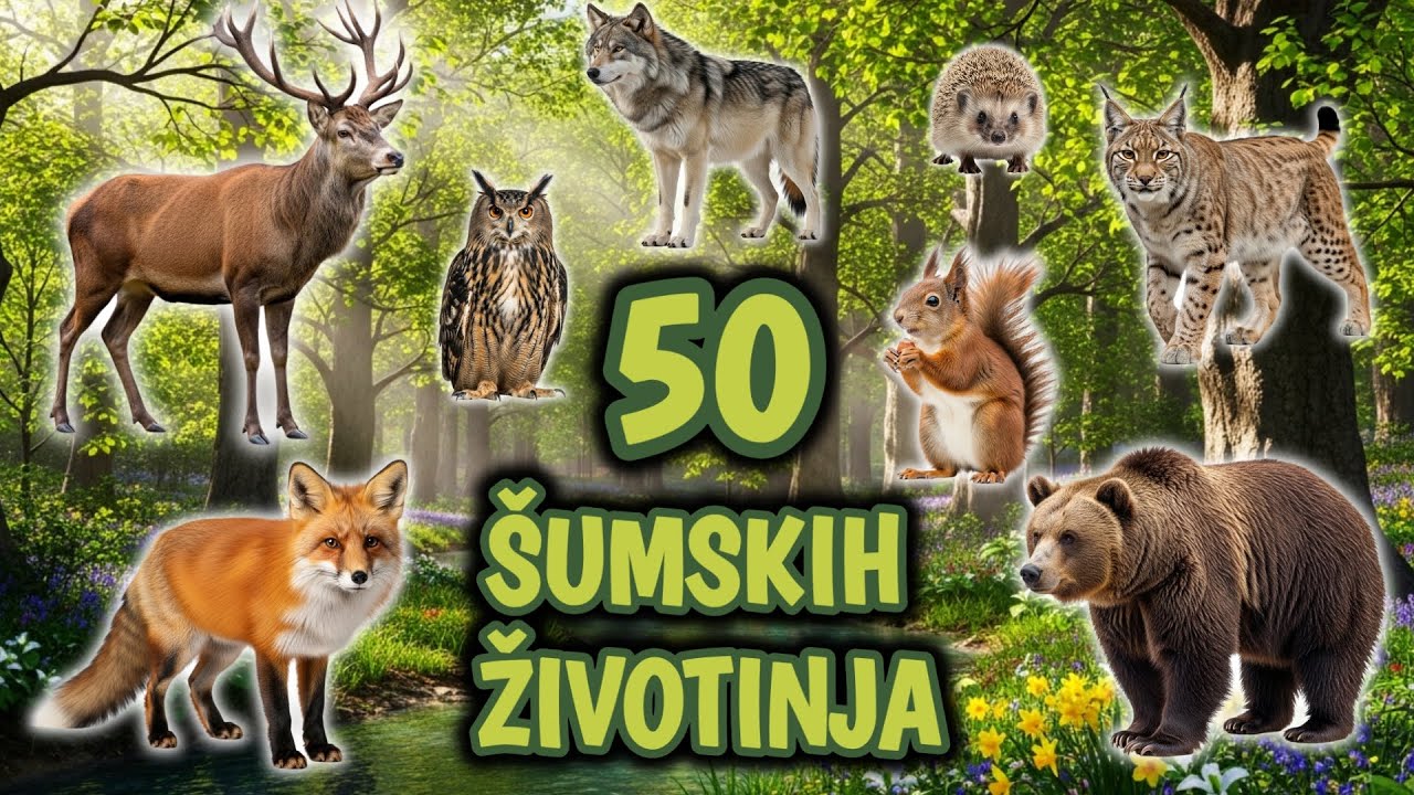 50 Šumskih Životinja za Decu – Upoznaj Zanimljive Životinje iz Šume