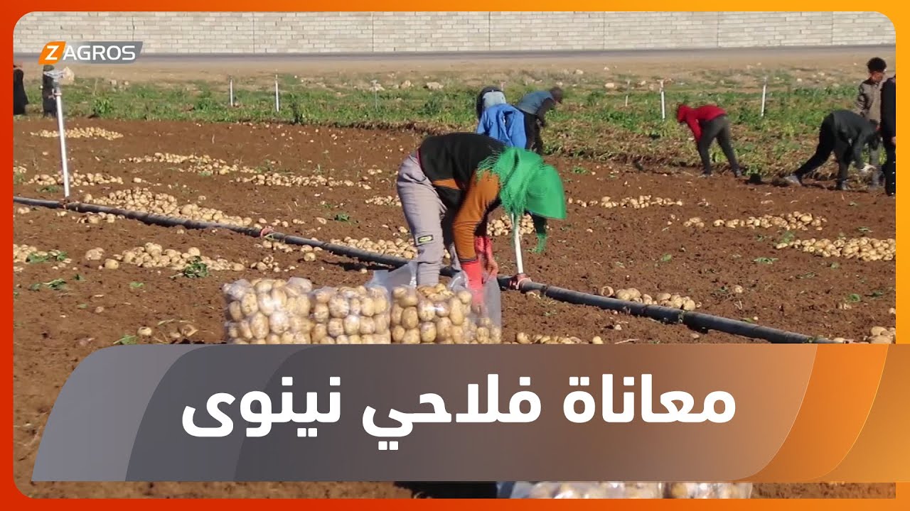 بدء موسم حصاد البطاطا يوقظ مواجع فلاحي نينوى ويجدد معاناتهم