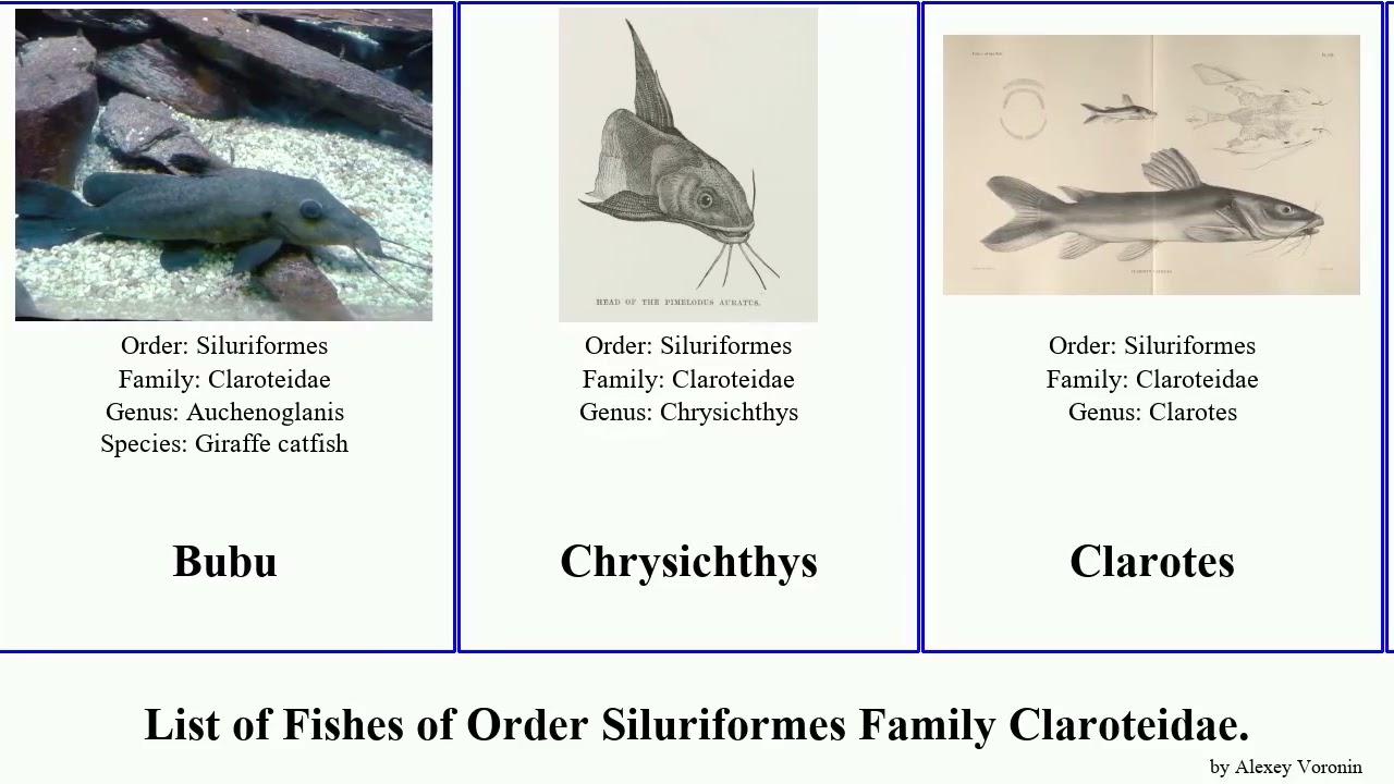 Fishes of Order Siluriformes Family Claroteidae Auchenoglanidinae Parauchenoglanis Anaspidoglanis