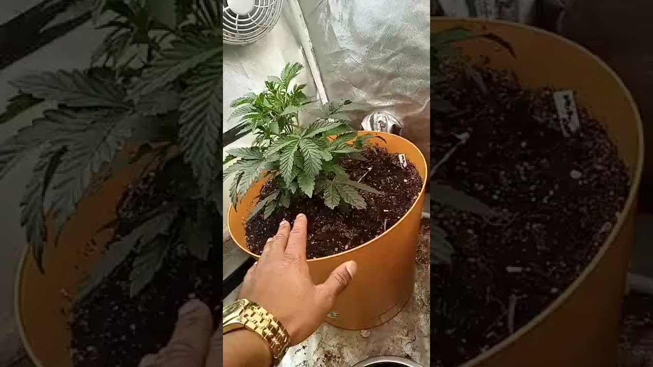 Monster Cropping #cannabiseducation #cannabiscommunity #grow #weed #learning #tryit #monster #plant