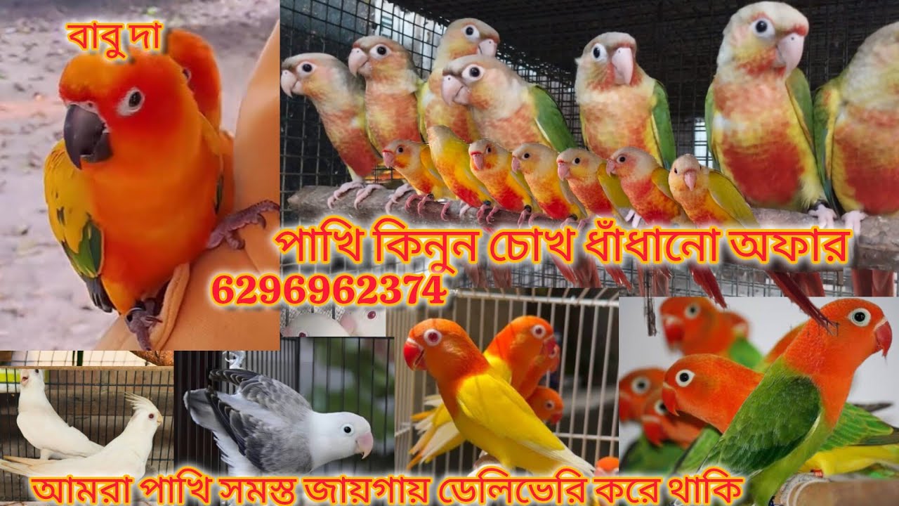 সেল, সেল, লাভ বার্ডস, পাইনাপেল কনুর,পেচলেস, যোগাযোগ বাবু দা ফোন করুন 6296962374
