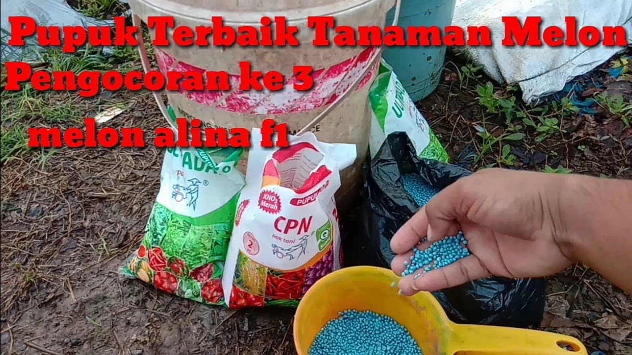 Pupuk Terbaik Untuk Tanaman Melon Pengocoran Ke 3 Melon Alina F1