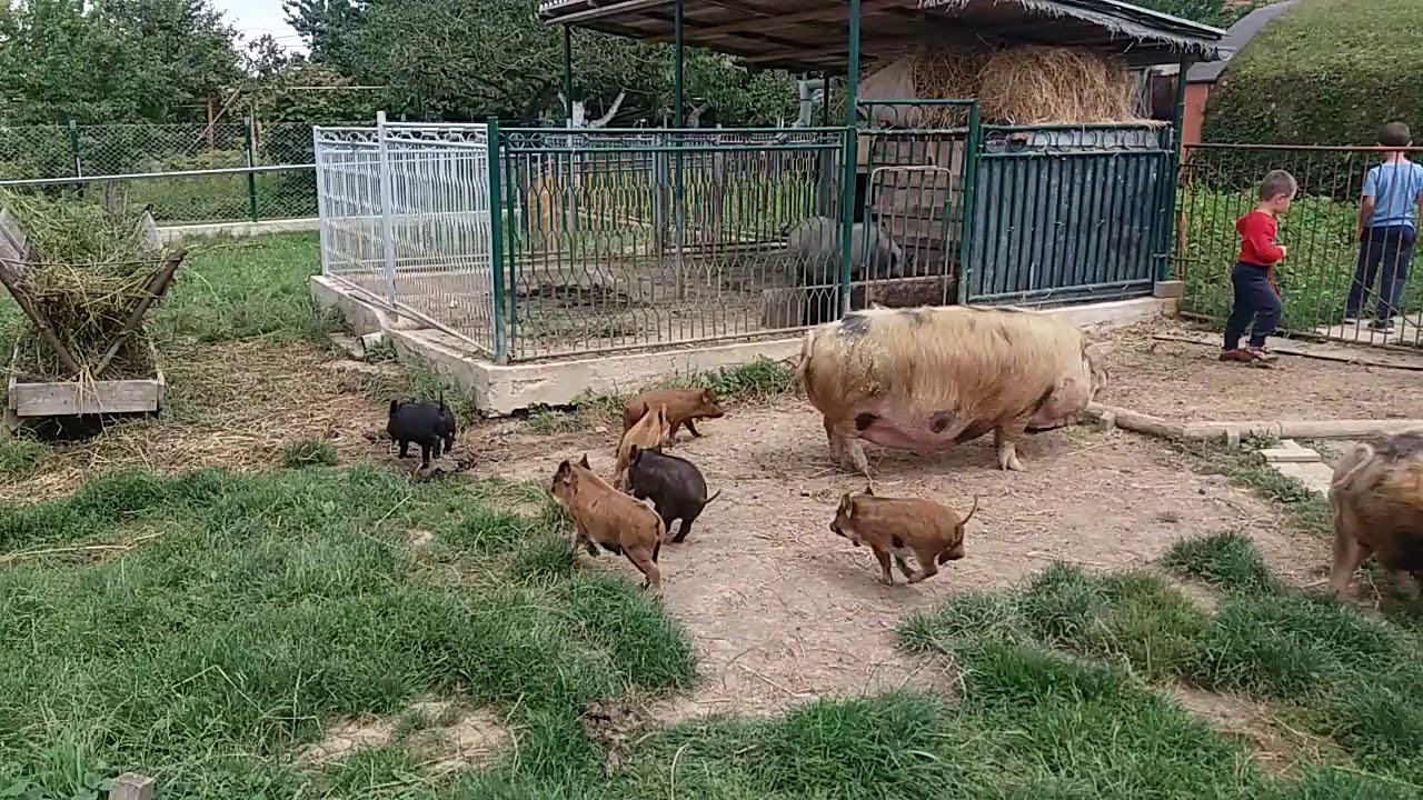 Prasiatka KUNE KUNE