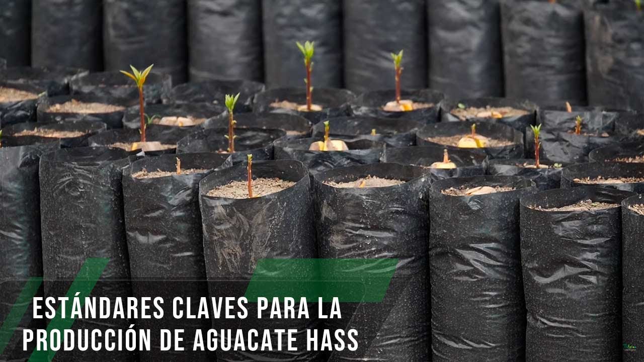 Estándares claves para la producción de aguacate hass - TvAgro por Juan Gonzalo Angel Restrepo
