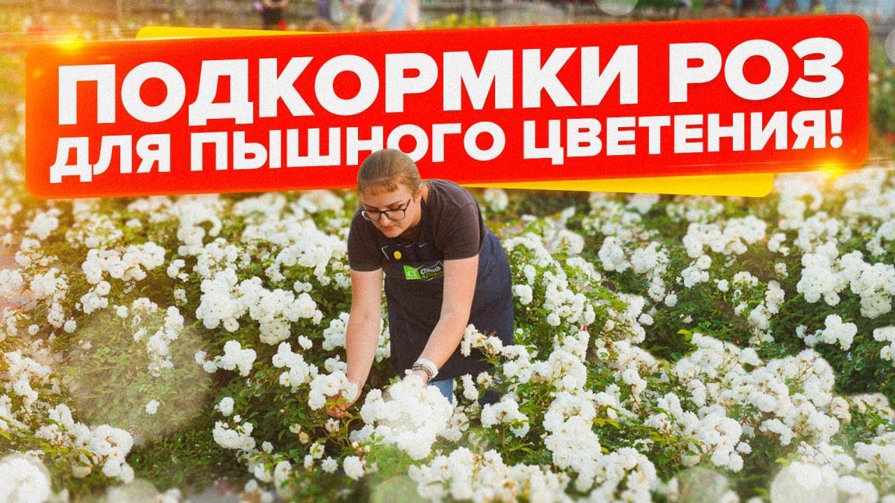 ПОДКОРМИТЕ РОЗЫ ЛЕТОМ ЭТИМ! КАК ПРАВИЛЬНО, КОГДА, ЧЕМ и СКОЛЬКО РАЗ ПОДКАРМЛИВАТЬ РОЗЫ?