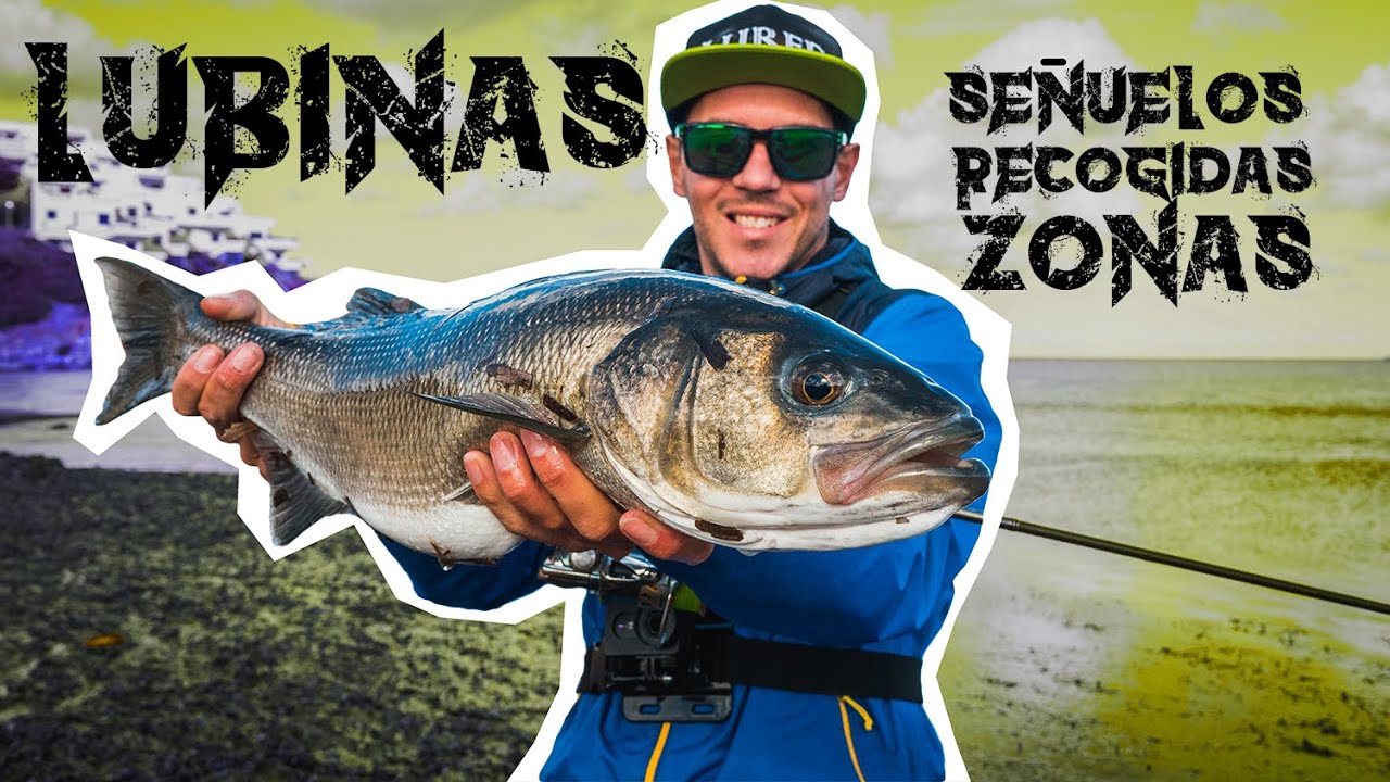 🔴 Pesca de LUBINA [SEÑUELOS, ZONAS y EQUIPOS] | Lured Q&A #98