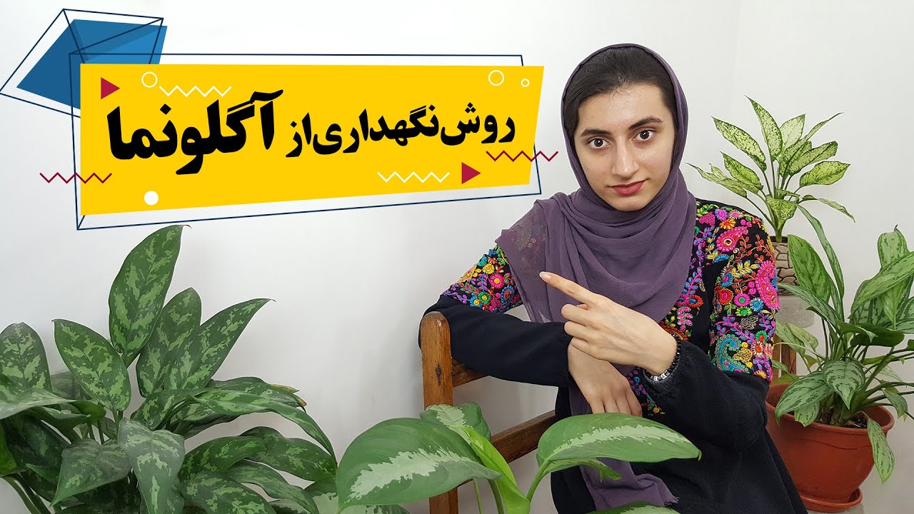 گیاهان آپارتمانی: هر آنچه نیاز است در مورد آگلونما بدانید...