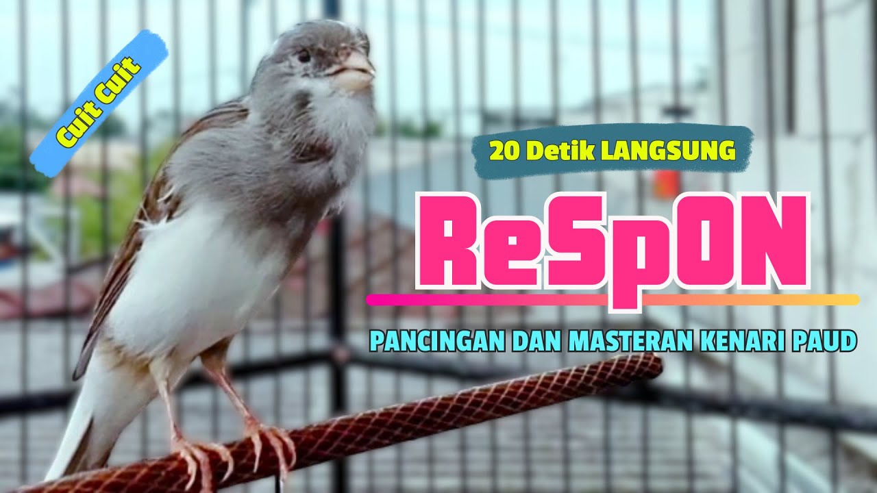 CUIT CUIT ❗ Suara PANCINGAN Kenari PAUD Belajar BUNYI Ngeriwik || MASTERAN Kenari PAUD || Part 174