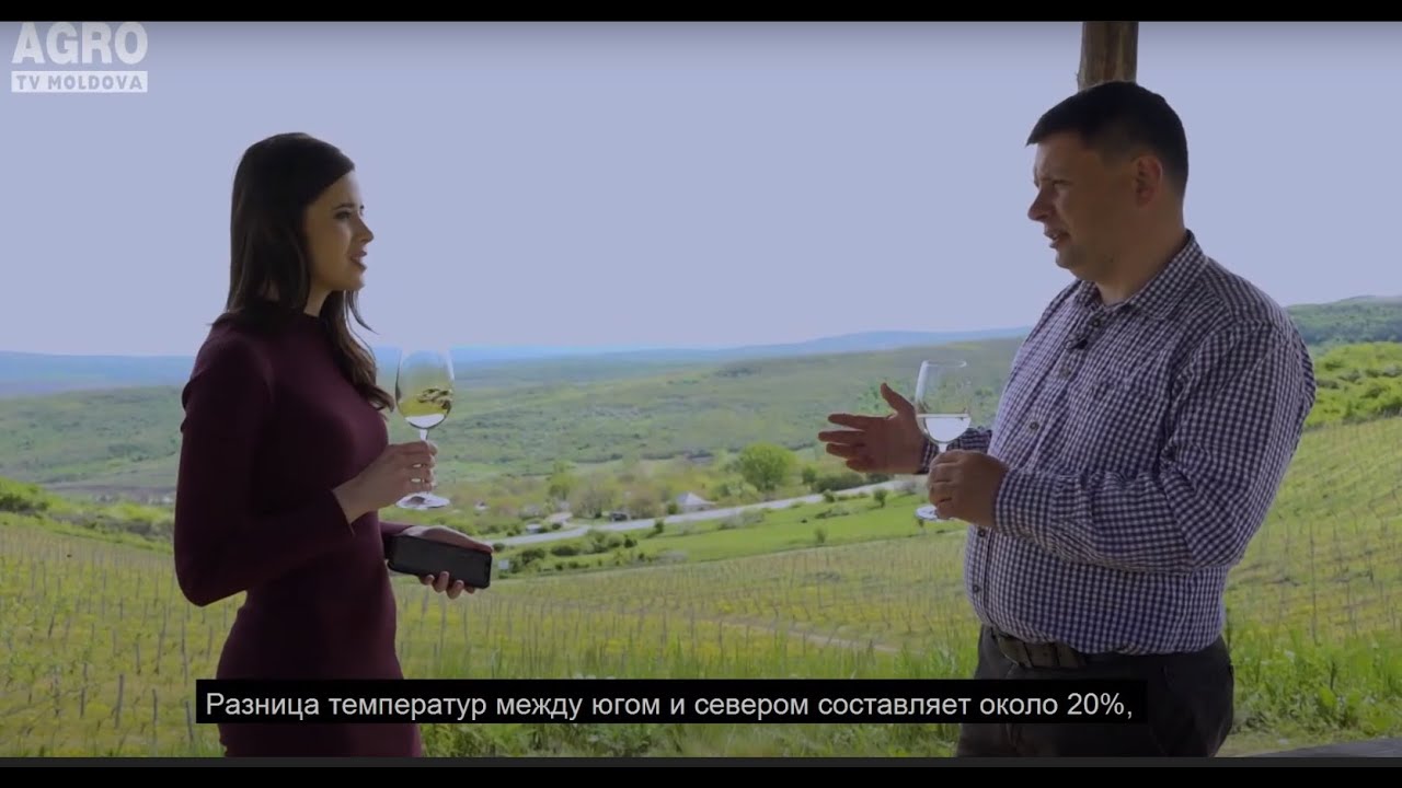 Are cea mai înaltă plantație de viță-de-vie din Moldova