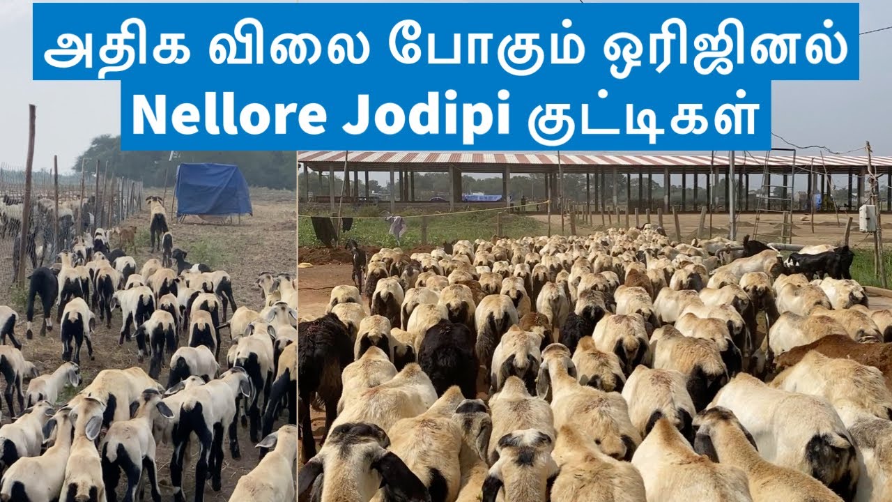 Profitable Original Nellore Jodipi sheep's 🐑