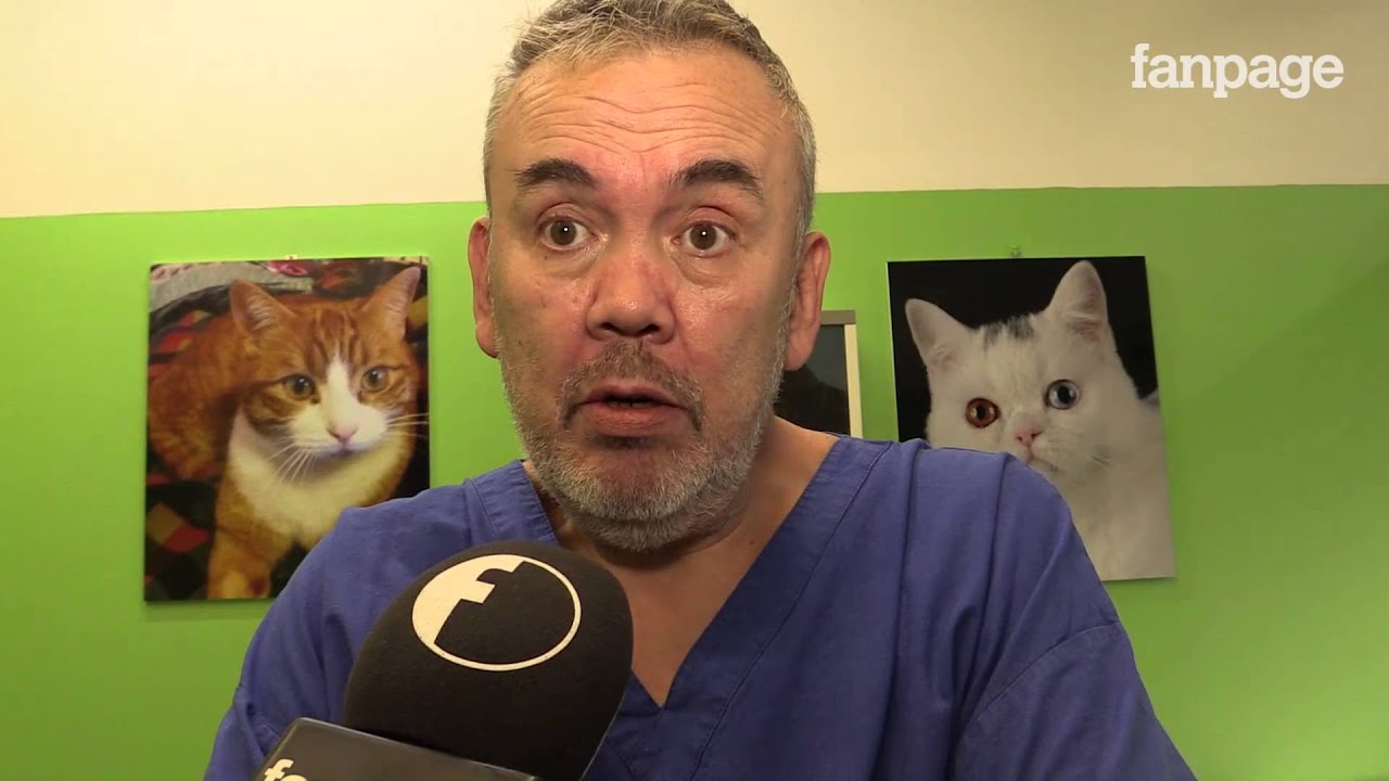 Il veterinario si ribella: 