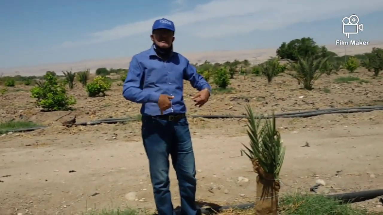 خدمة الفسائل بعد الزراعة