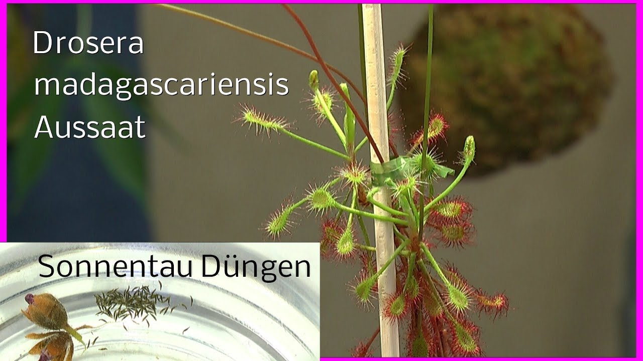 Drosera Sonnentau madagascariensis Aussaat nach der Blüte