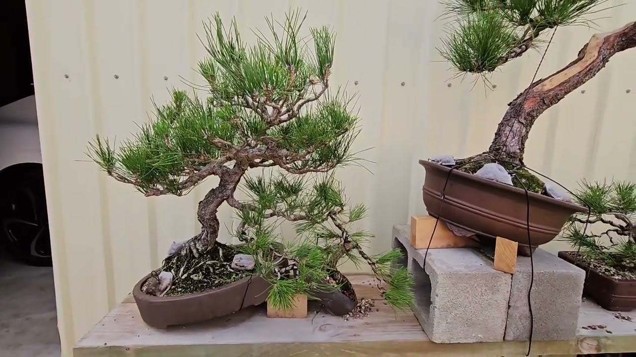 My bonsai collection with some Autumn colours May 2023