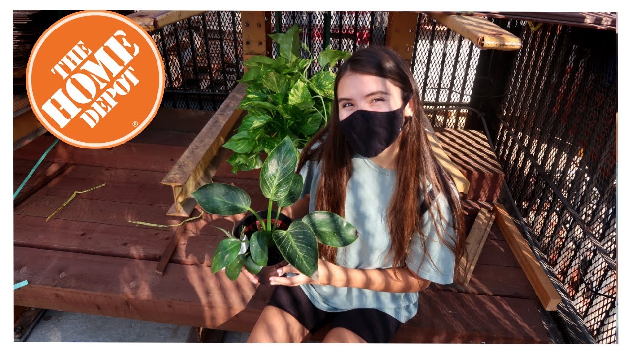 New Plants At Home Depot Fall 2020