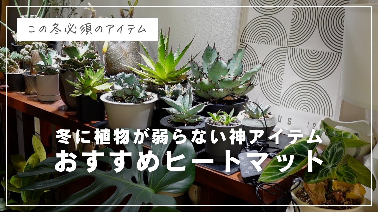 【神アイテム】植物の冬越しの不安が0に！おすすめヒートマットを紹介！