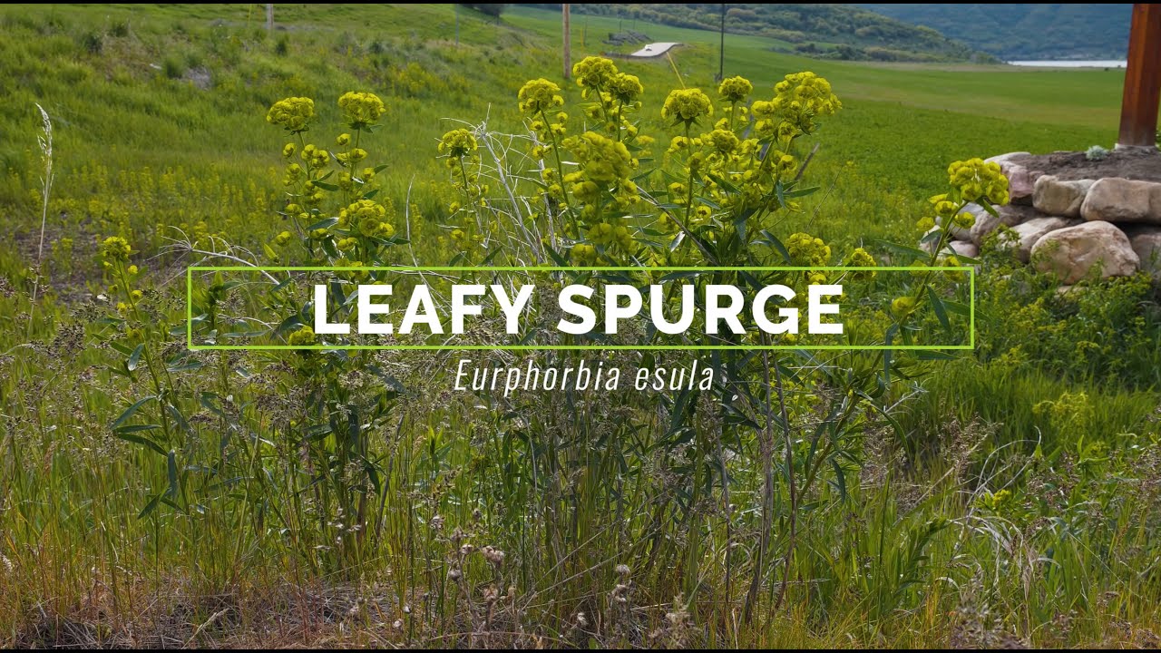Leafy Spurge
