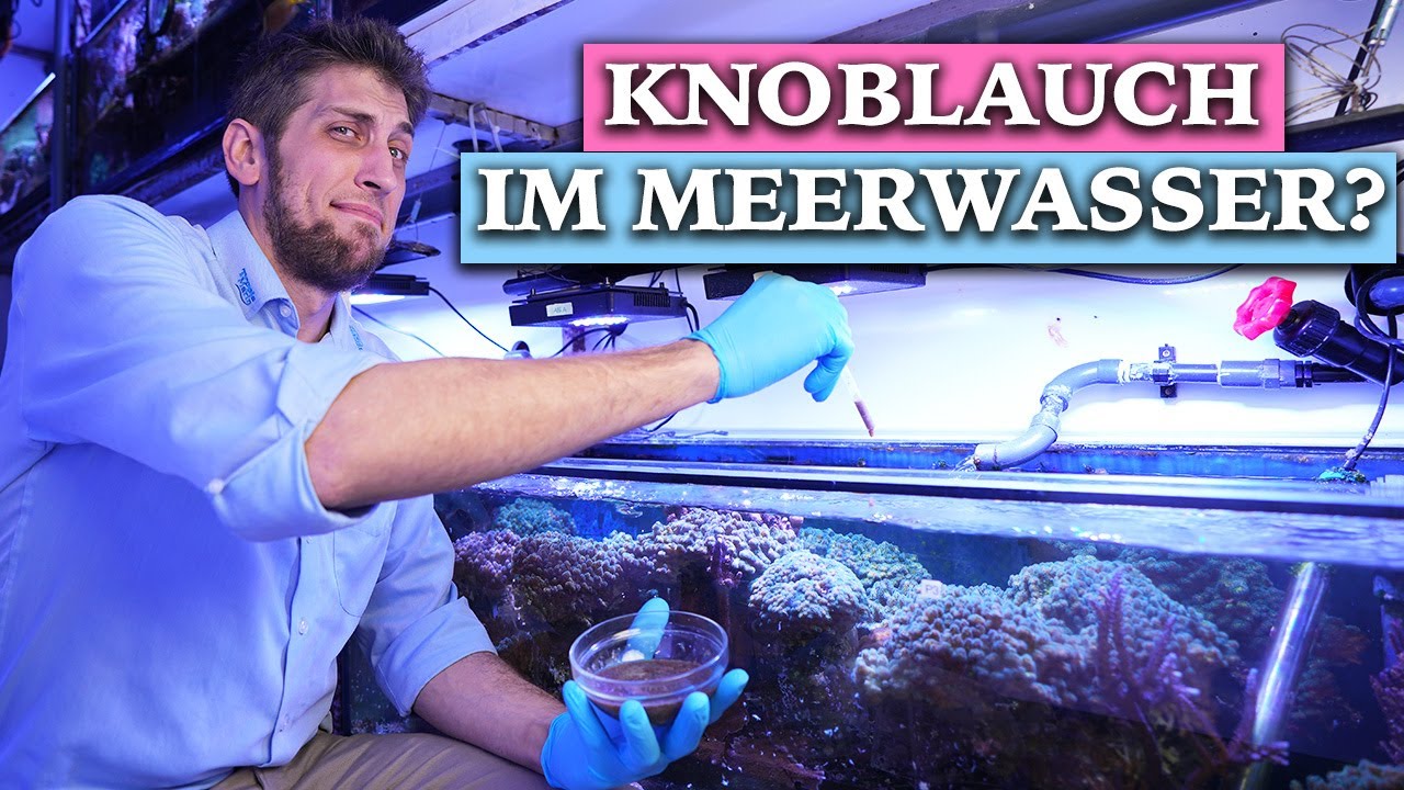 Knoblauch im Meerwasseraquarium? - Tropic Marin Lipo-Garlic