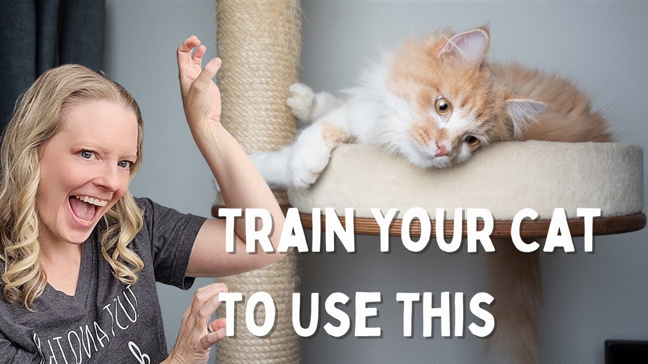 How to Train Your Cat to Use a Scratching Post (And Not Your Couch)