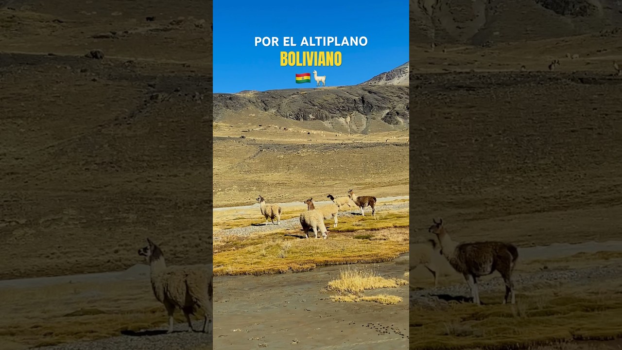 El altiplano boliviano 🦙❤️💛💚 #bolivia #chrisbpg #lapaz #bpg #vlog #lapazbolivia