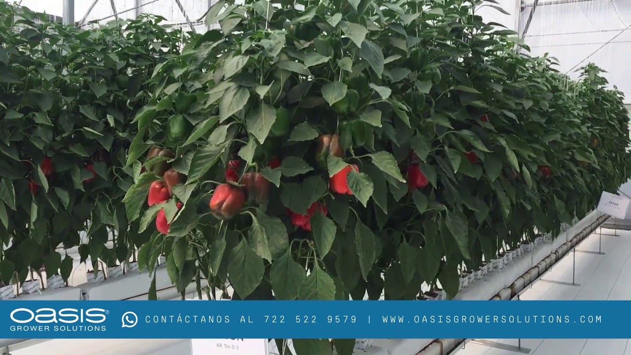 Tomates y Pimientos Hidropónicos - Invernadero 13 Expo Agroalimentaria Guanajuato 2020