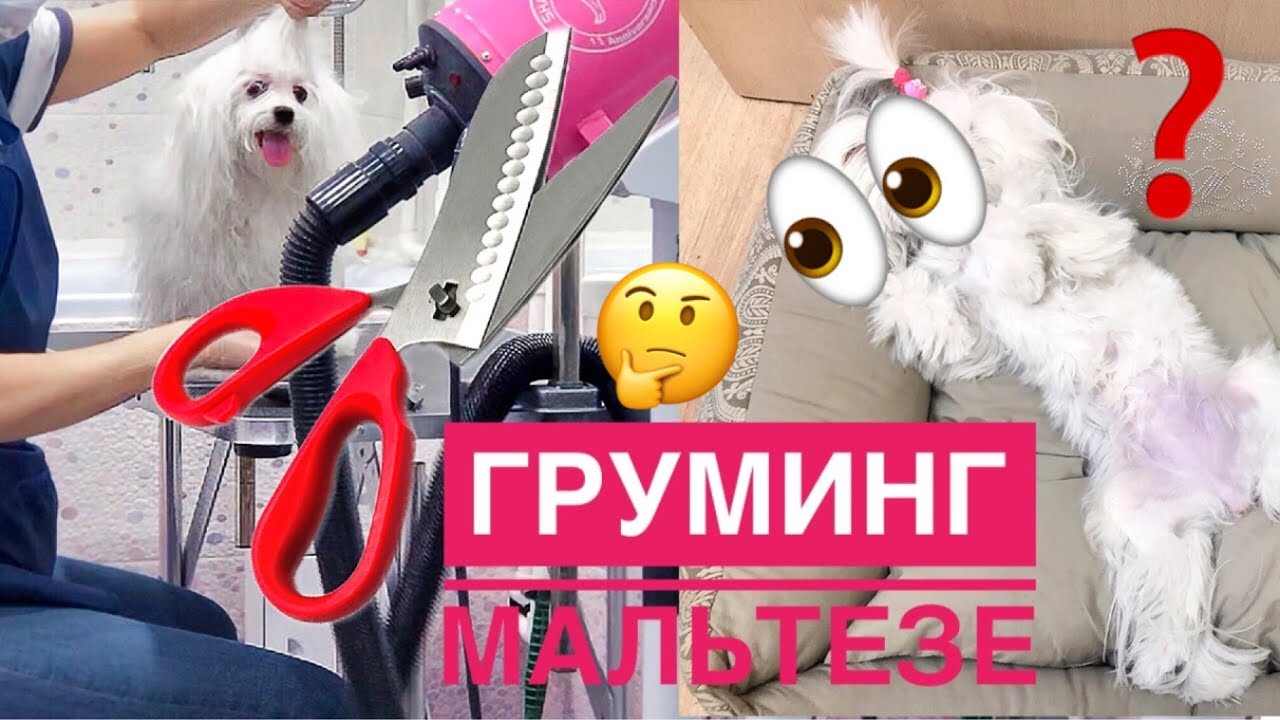 Груминг мальтезе после завершения выставочной карьеры😢