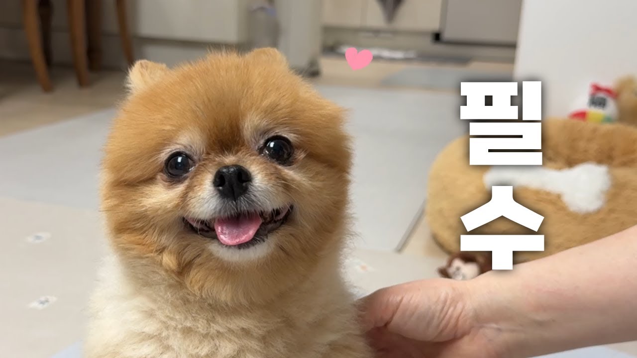 강아지 키울 때 가장 먼저 해야되는 첫 번째