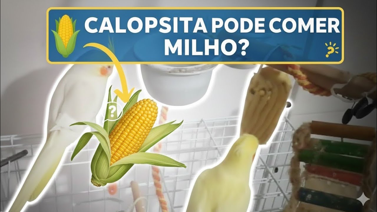 Calopsita pode comer MILHO? #calopsitasmansas #petiscos