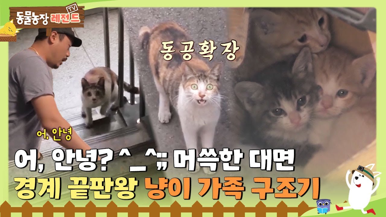 [TV 동물농장 레전드/SUB] 어, 안녕?^_^;; 머쓱한 대면 😾 경계 끝판왕 냥이 가족 구조기 #TV동물농장 #AnimalFarm #SBSstory