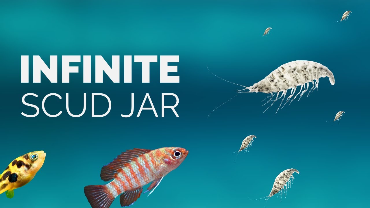 The SECRET to growing live food for your fish tank (How to culture scuds)