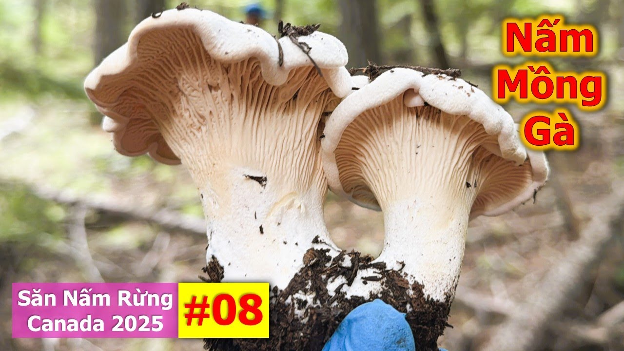 Quá May May Mắn 2VC Trúng Ổ Nấm Mồng Gà Siêu To Tươi Ngon Hái Mê Mệt 🇨🇦2160》 Hái Nấm Rừng