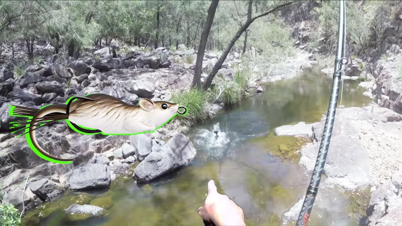 Topwater mouse surface fishing for Murray cod