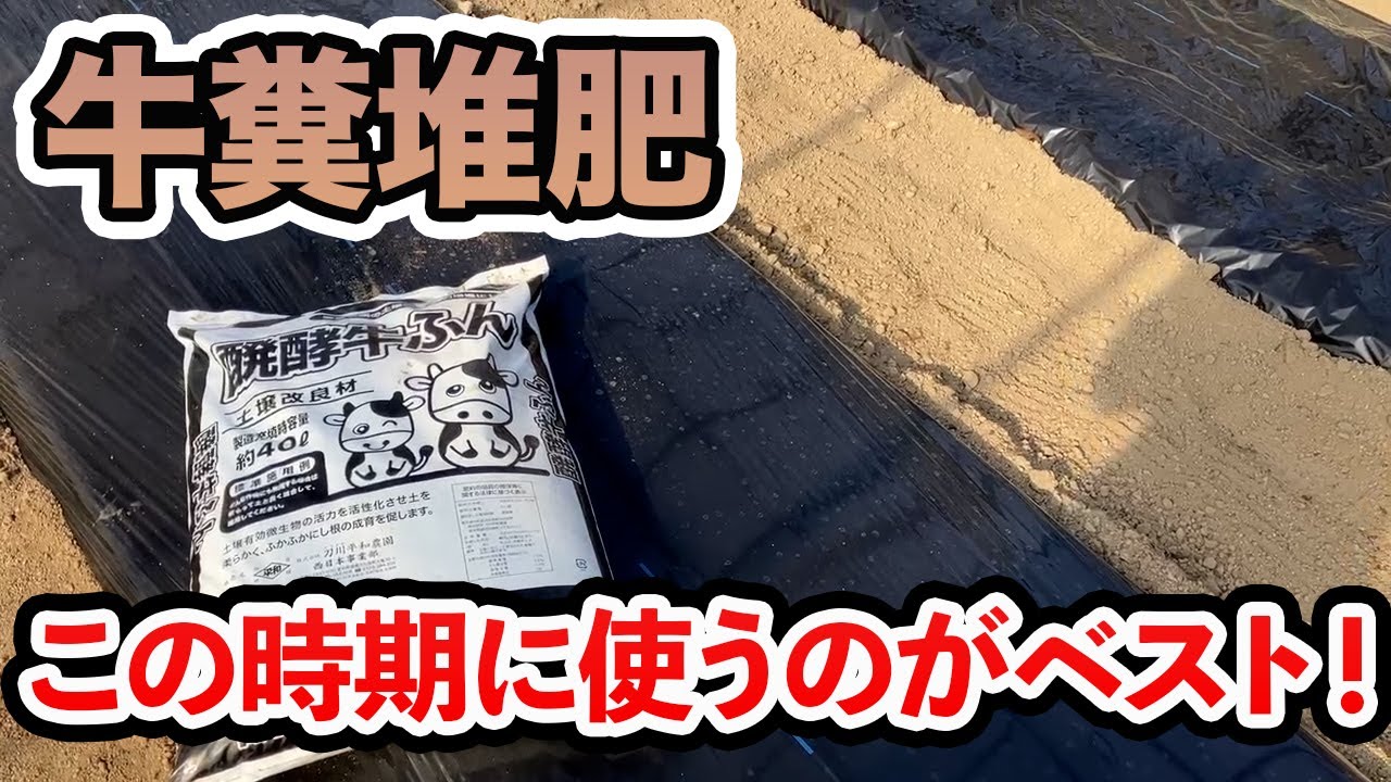 【牛ふん堆肥】正しい牛糞堆肥の使い方と絶対に使って欲しい理由について