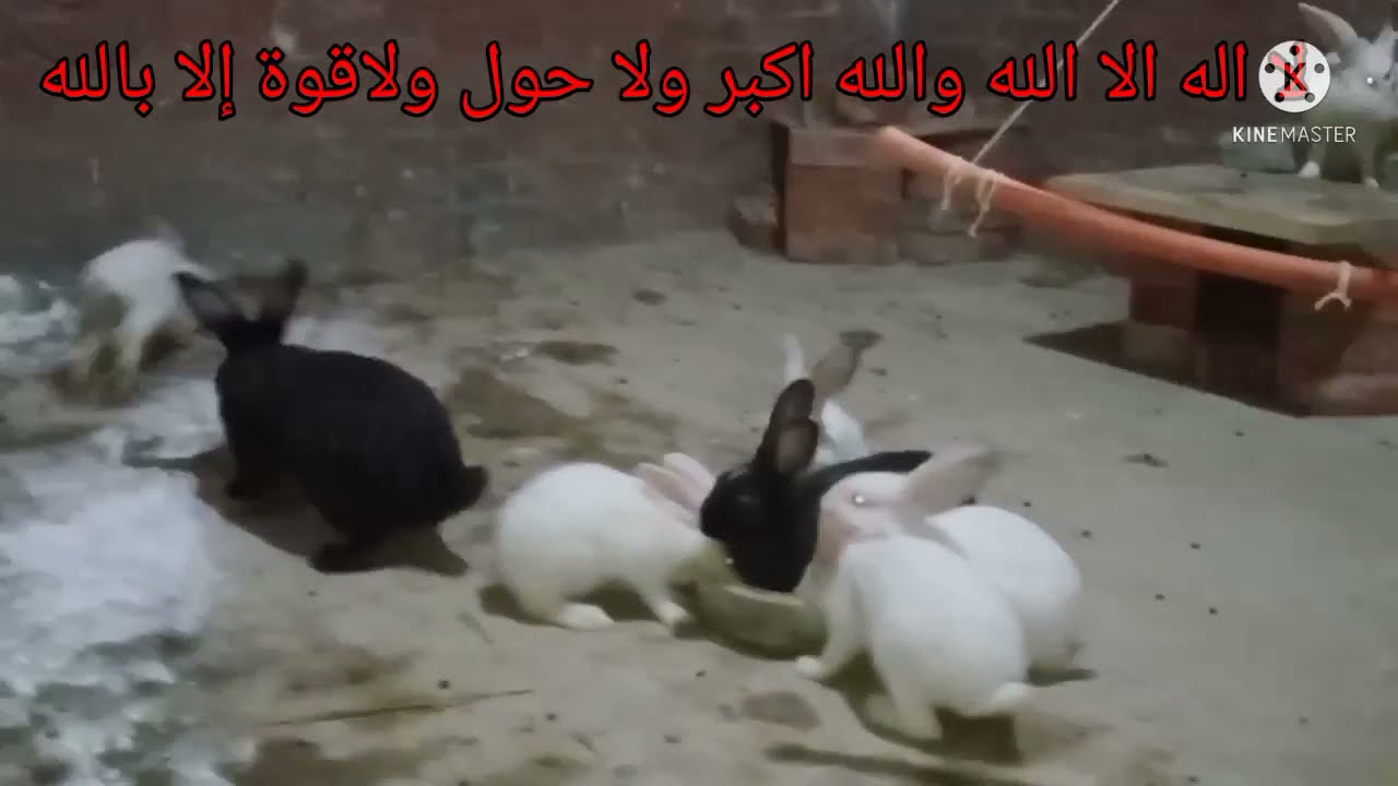 فوائد واضرار الشيح فى تربية الأرانب(Benefits and harms of wormwood in raising rabbits)