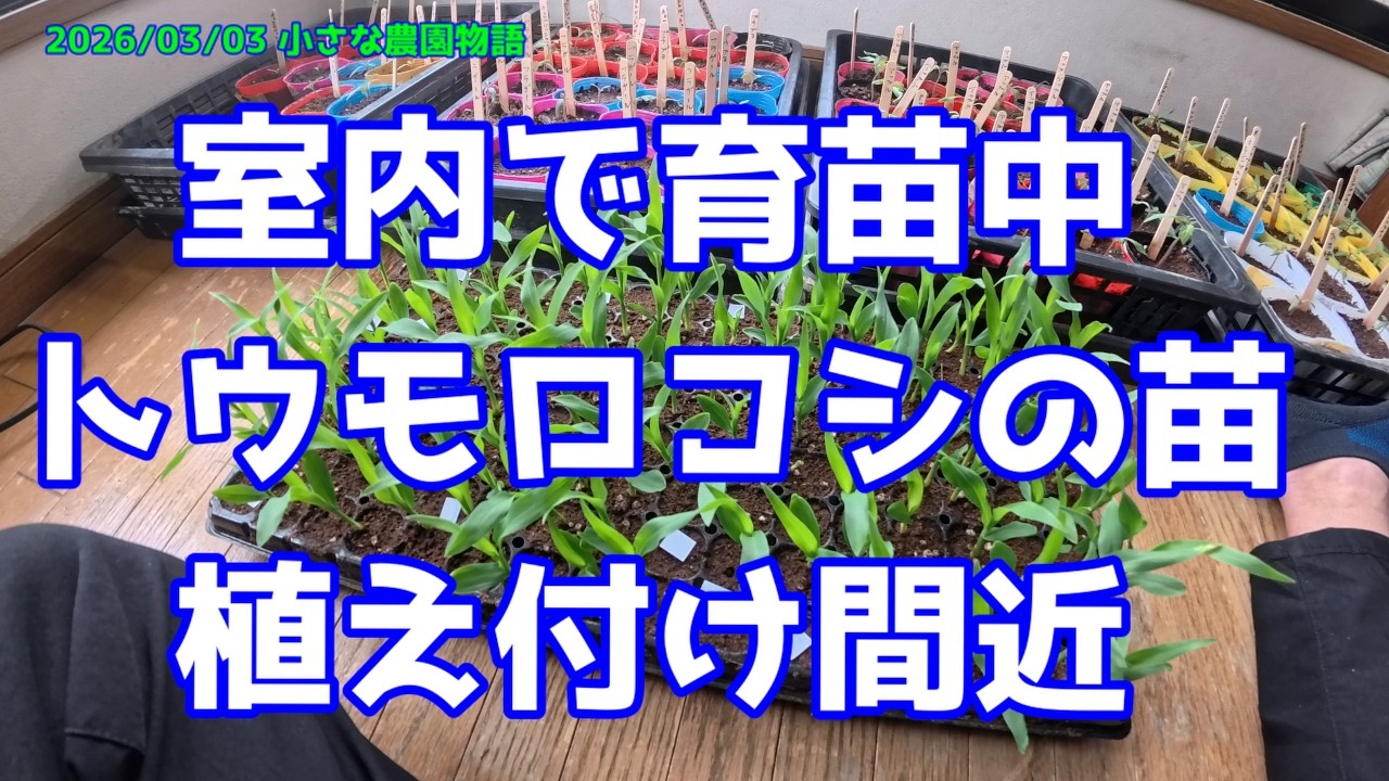 【トウモロコシ】室内で育苗中のトウモロコシの苗　植え付け間近　2026/03/04
