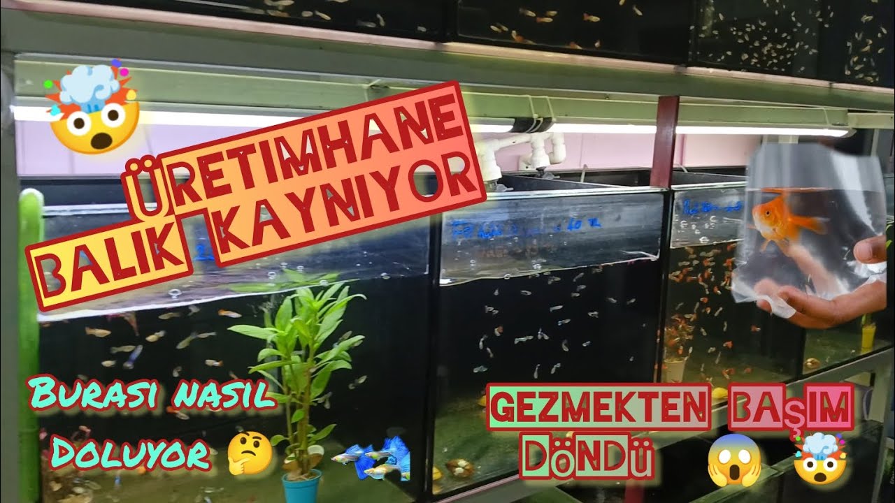 AKVARYUM ÜRETİMHANE SHOWROOM 🤯 GEZMEKTEN BAŞIM DÖNDÜ😱 BALIK KAYNIYOR🐟BURASI NASIL DOLUYOR#hobi #fish