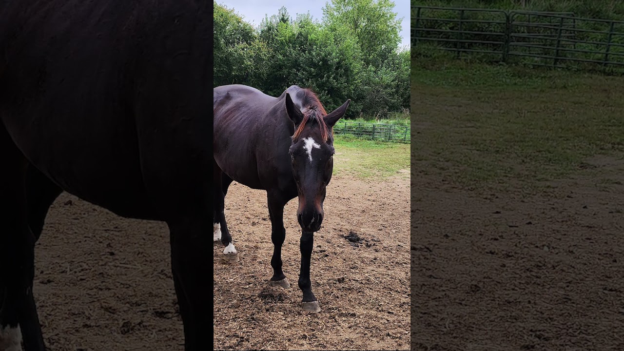 The LIFE of Jackson! 