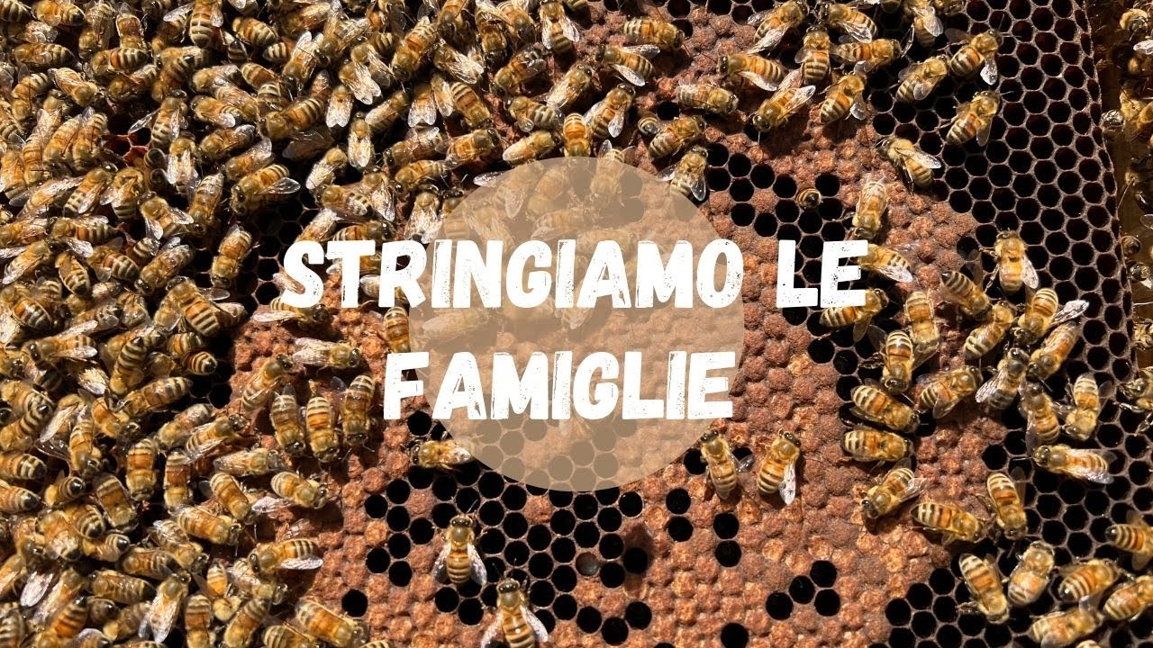 Apicoltura: Stringiamo le famiglie