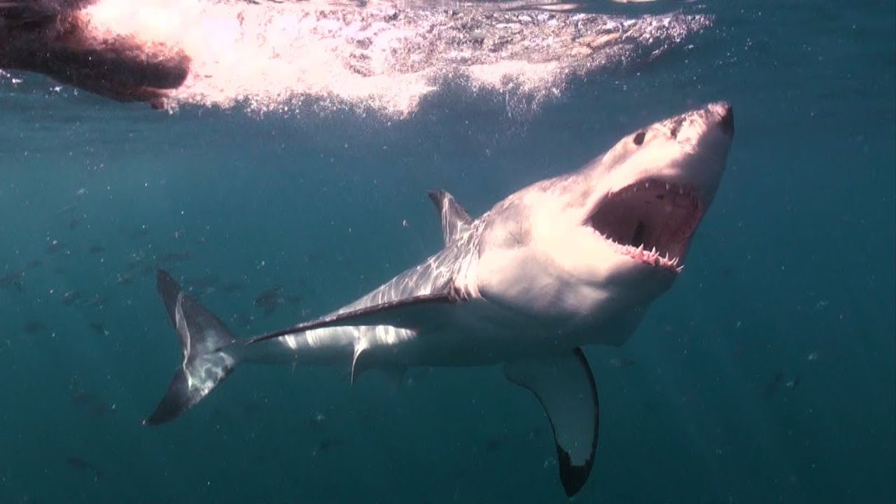 Mad or Brave? Swimming with Great White Sharks | Deadly 60 | South Africa | Series 3 | BBC Earth