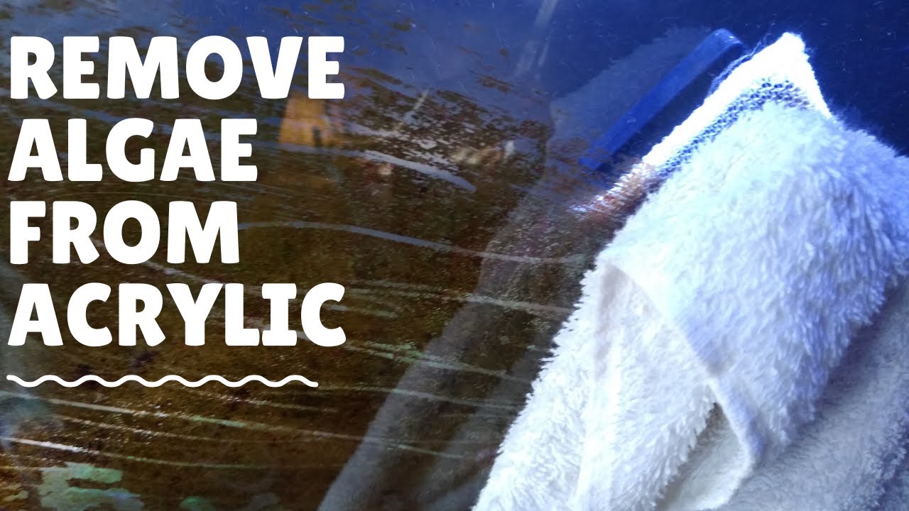 Remove Algae on an Acrylic Aquarium