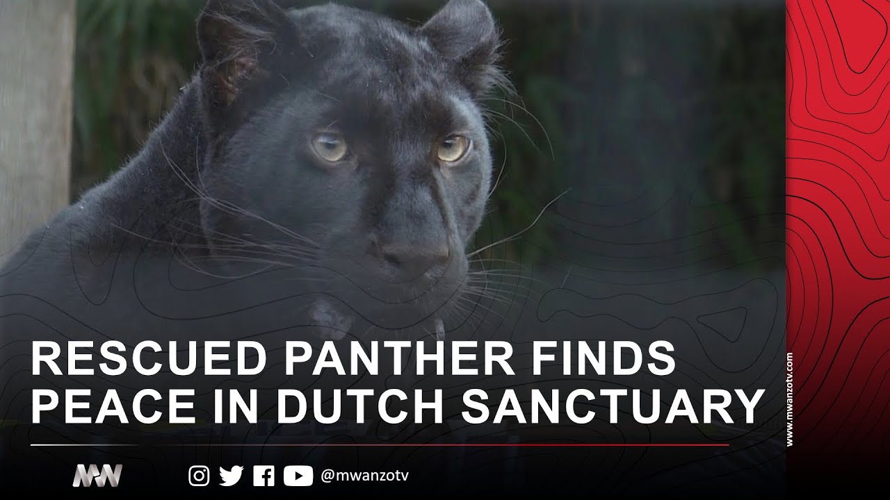 RESCUED PANTHER FINDS PEACE IN DUTCH SANCTUARY