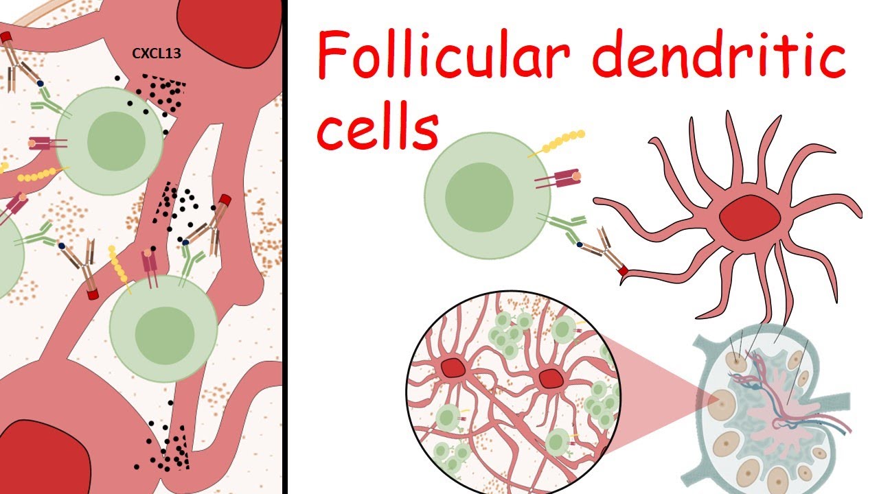 Follicular dendritic cells