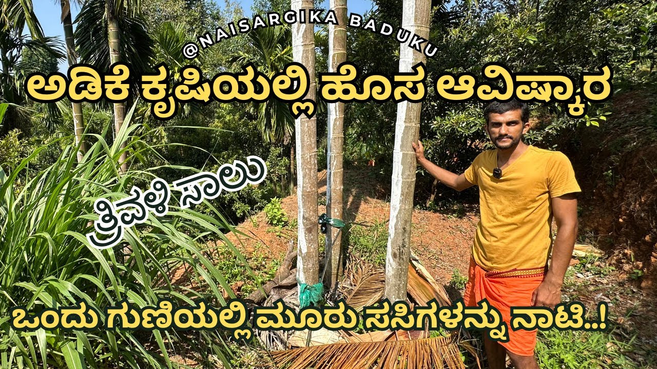 ಅಡಿಕೆ ಕೃಷಿಯಲ್ಲಿ ಹೊಸ ಆವಿಷ್ಕಾರ | ಒಂದು ಗುಣಿಯಲ್ಲಿ ಮೂರು ಸಸಿಗಳನ್ನು ನಾಟಿ | Adike Arecanut farming 🇮🇳💛❤️