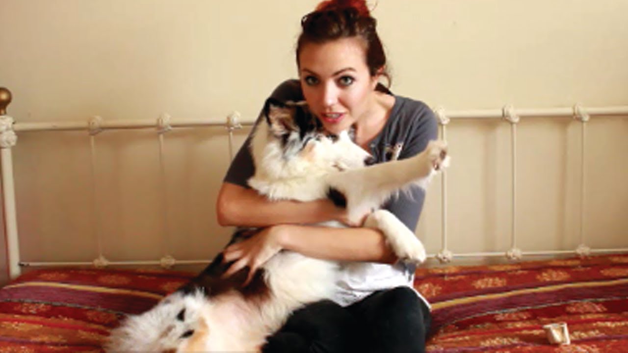 Australian Shepherd Nipping & Biting Tips!